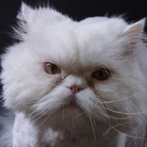 stephencalhoon avatar