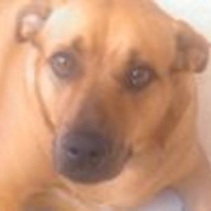 hawaiingirl65 avatar