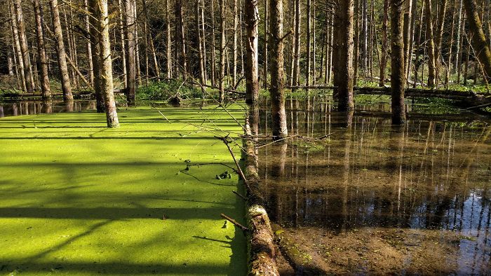 This Fallen Tree Is Holding Back The Duckweed