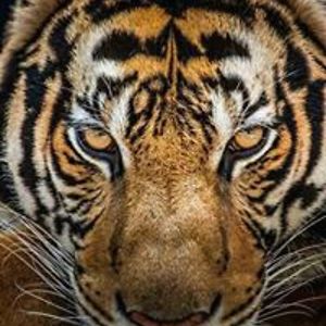 mona_iqbal123 avatar