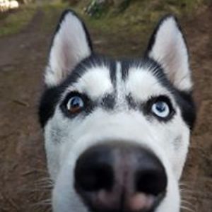 lauralawrance avatar