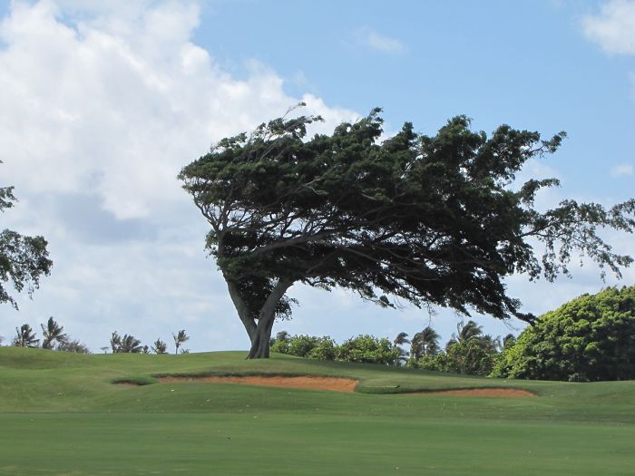 A Wind Blown Tree I Saw In Hawaii