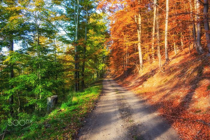 Autumn Is Coming. One Single Shot Without Photoshop Layers. Just Saturated The Colors