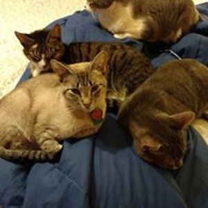 crystal_lewis-mustard avatar