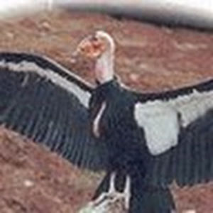 darladoxstater avatar