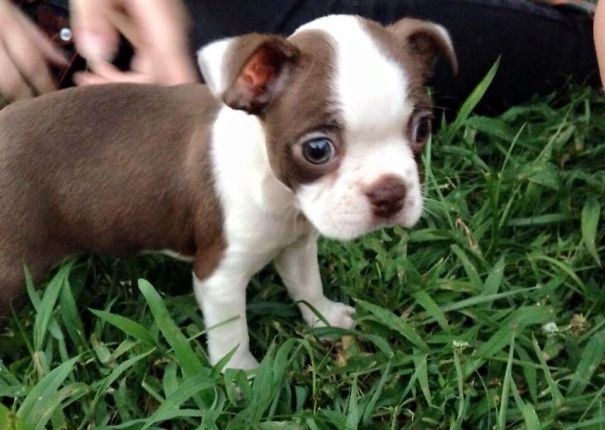 Meatball's First Time Outside