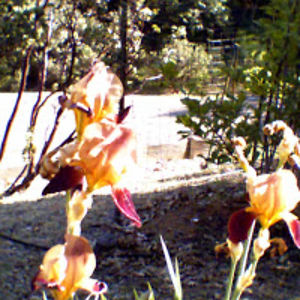 nanetteettinger avatar