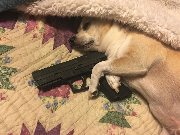 My Parents Are On A Short Vacation And Asked Me To Stop By And "Secure The Dog". Mission Accomplished