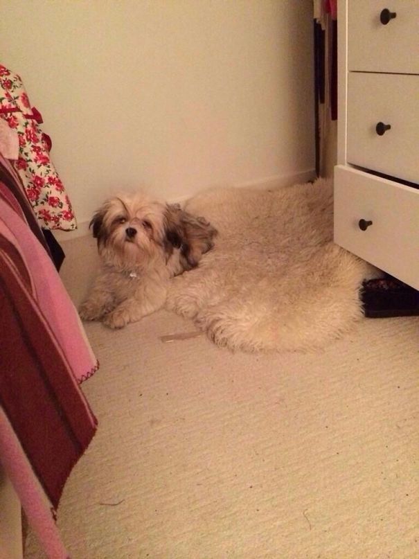 Send Help, My Dog Is Melting