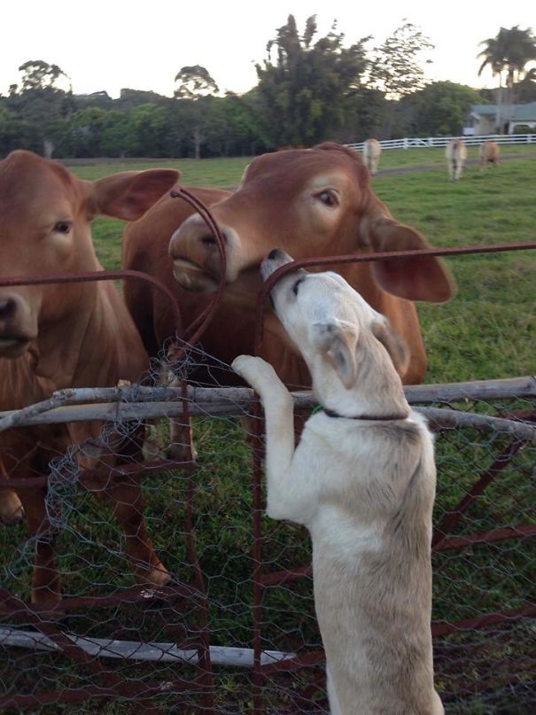 Meeting The Neighbours For The First Time