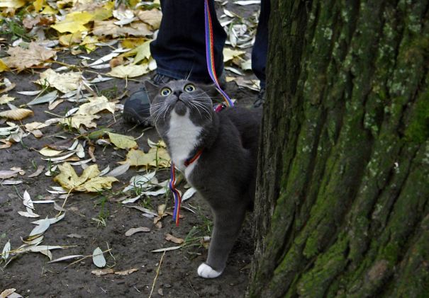 Russian Blue First Time For A Walk. So Cute And Scared