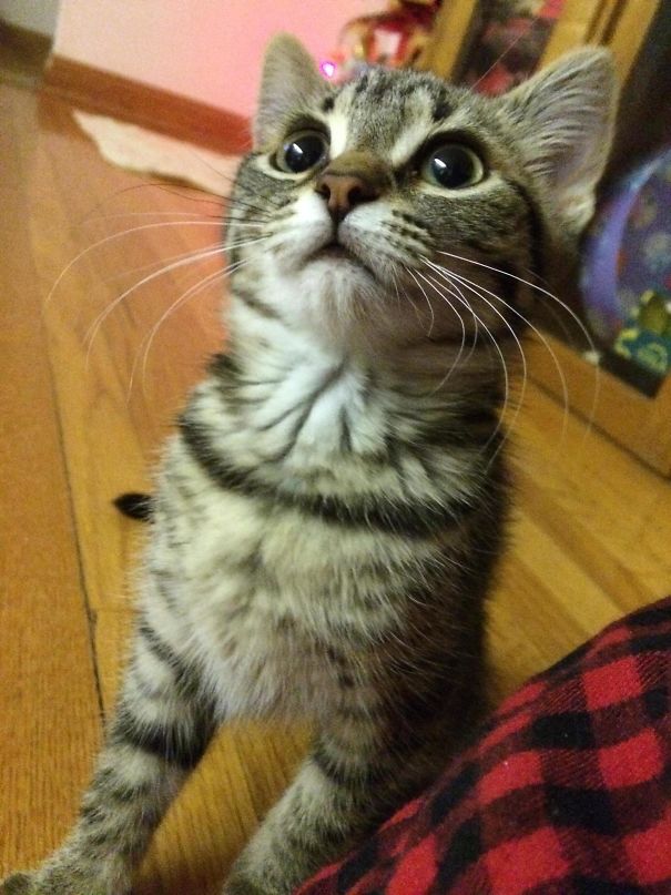 Her First Time Seeing A Christmas Tree