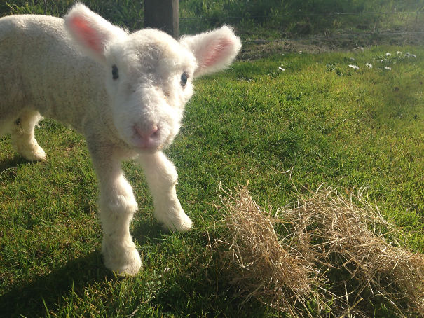 Lunch Time, Its His First Time Trying Solid Food