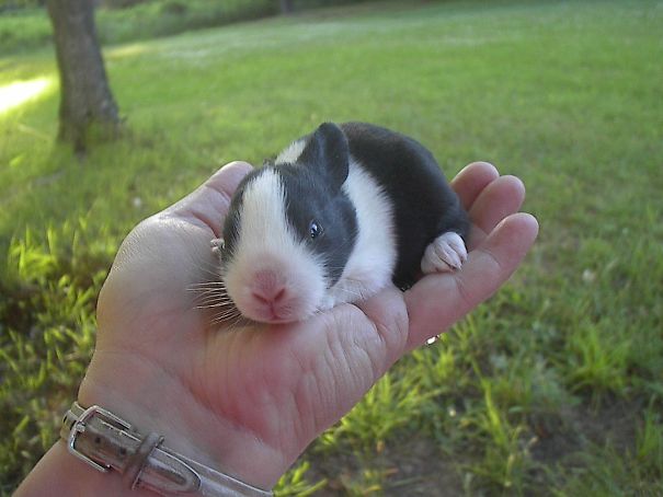 2 Week Old Skippy Opens His Eyes For The First Time