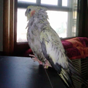 allanwafkowski avatar