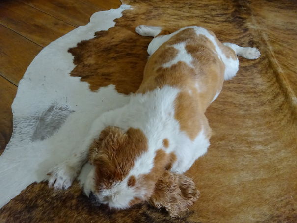 I Managed To Capture This Before My Girlfriend's Dog Completely Melted Into The Floor