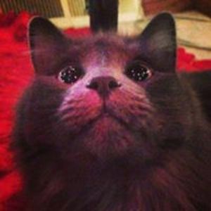 trinh_roznerita avatar