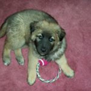 shangrilaaerie avatar