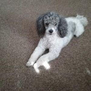 formanconnie3 avatar