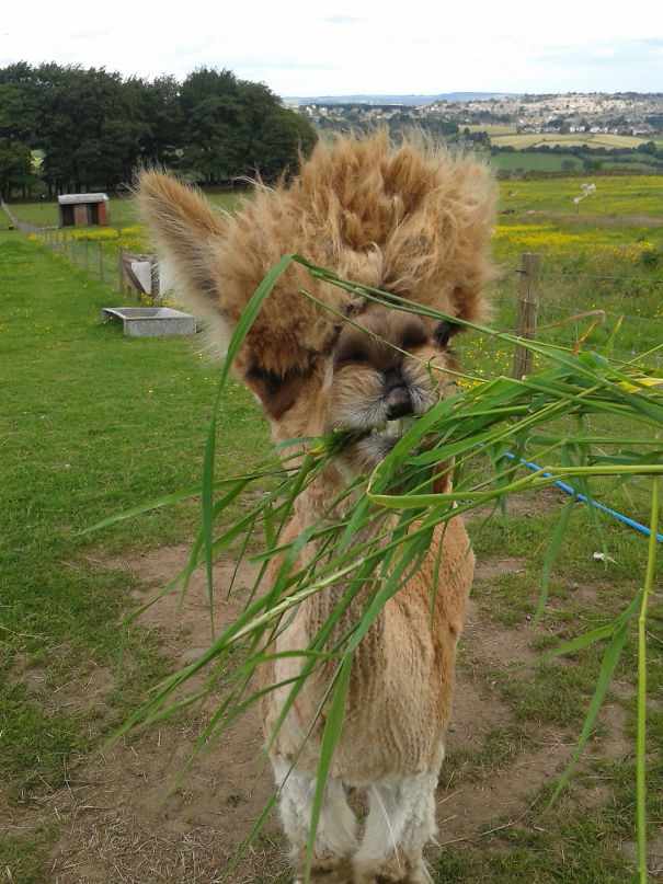 If Bruno Mars Were An Alpaca