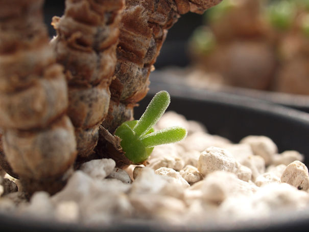 Japanese Are Going Crazy About These Bunny Succulents Japanese Are Going Crazy About These Bunny Succulents