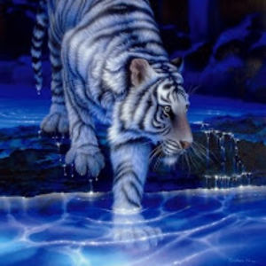 nisreenalsaffar avatar