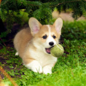 brittneysheppard avatar