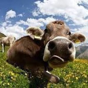 yvonneleuthard avatar