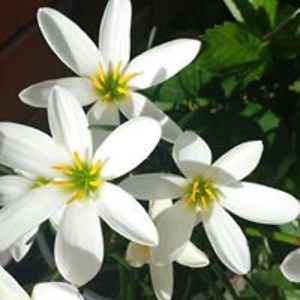 mcgowan_linzi avatar