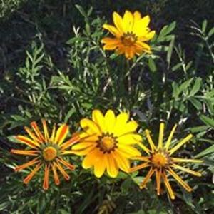 peggyjmoore42 avatar