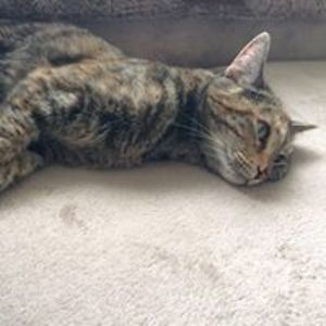 sarahharman72 avatar