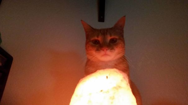 My Cat Looks Like She's Summoning Satan