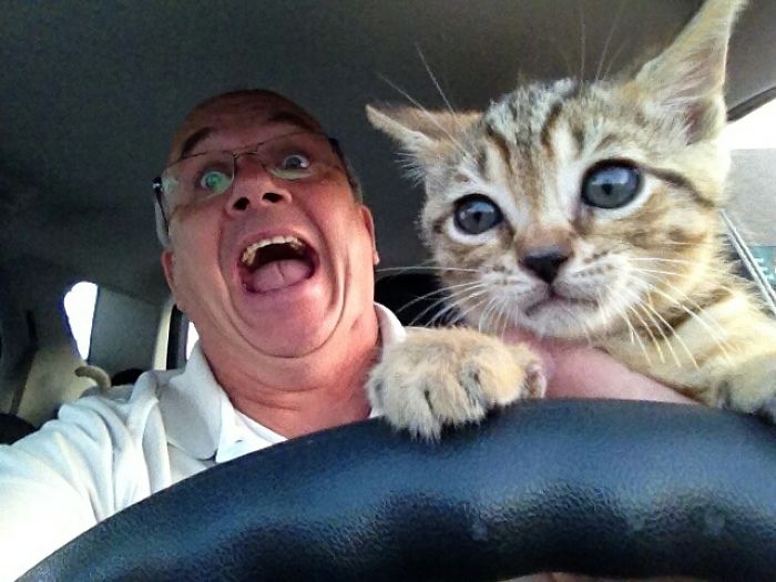 Dad humor: Man in a car with a surprised expression, holding a kitten at the steering wheel.