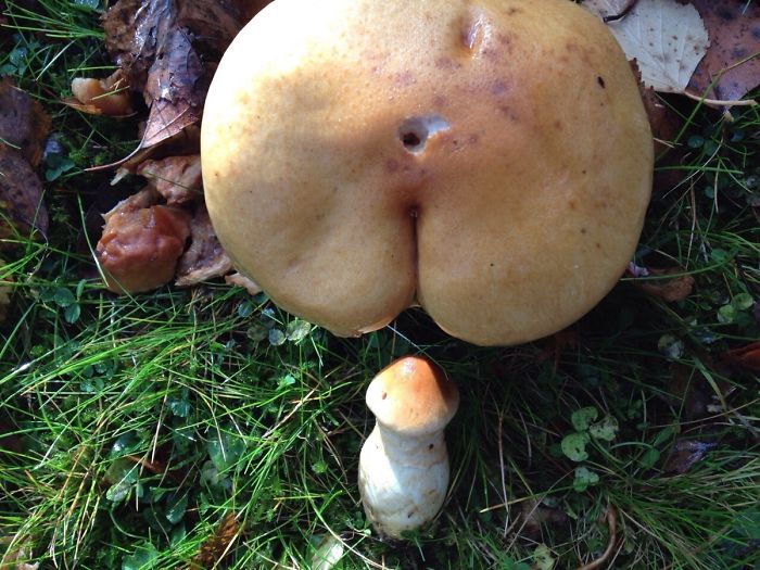 Mushrooms resembling humorous shapes, illustrating dad jokes in nature.