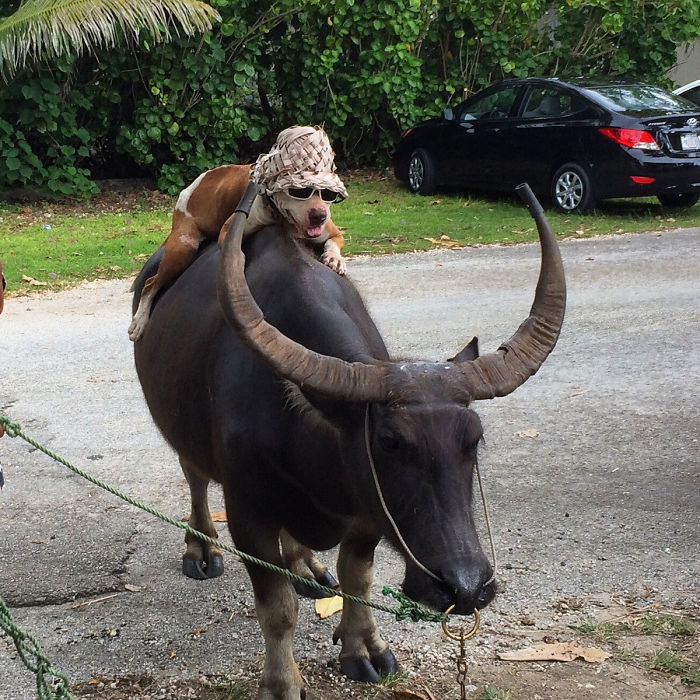 A dog wearing sunglasses and a hat riding a buffalo, illustrating dads' jokes taken to another level.