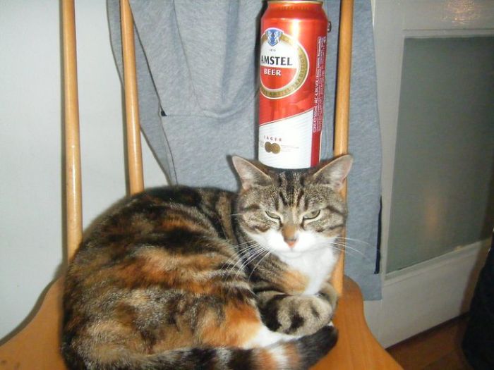 猫が椅子に座り、後ろにビール缶を置かれている、面白いダッドジョークの一例。
