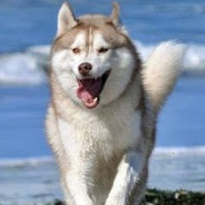 melodysmith_1 avatar