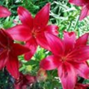 anita_leary66 avatar