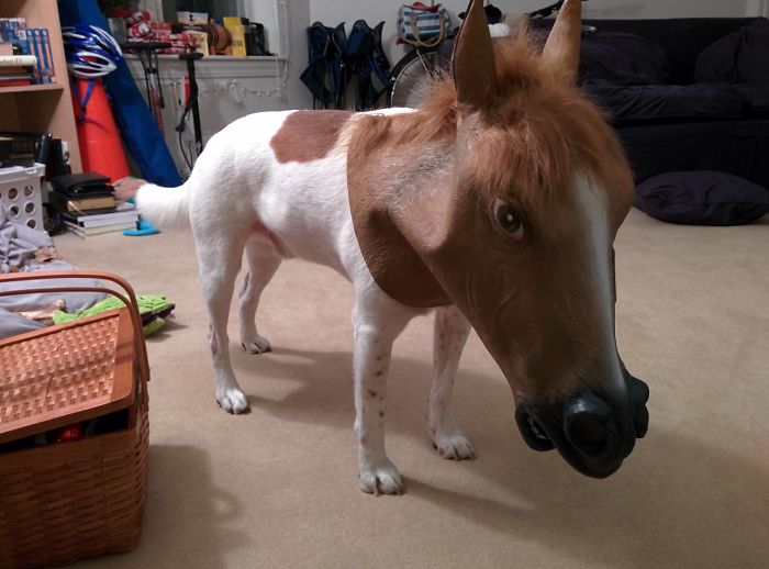 My Dog Definitely Hates Me Now