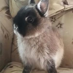 deefirefighter avatar