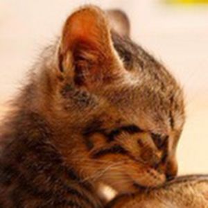 glorialabante avatar