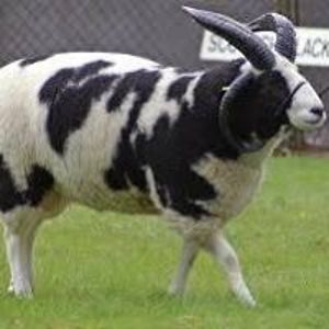 quentin_murdock avatar