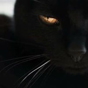 susangeter954 avatar