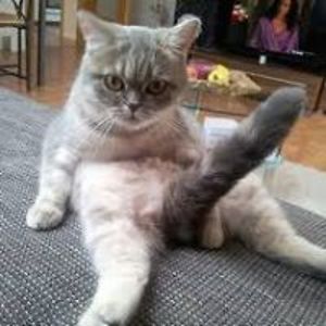 siameseretriever avatar