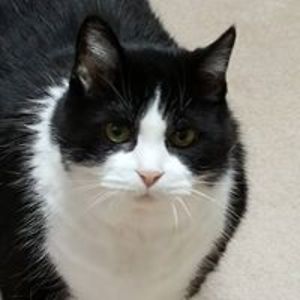 dianecorfield avatar