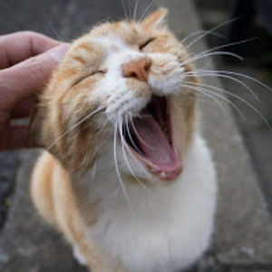 danieleribolla avatar