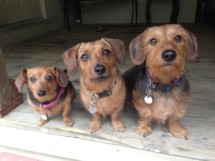 My Dogs Come In Small, Medium And Large