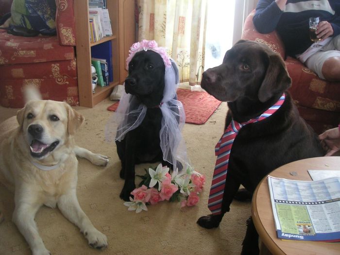 Here Is A Standard Picture Of My Dogs Getting Married