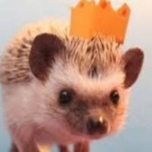 jocelynperez-ugarte avatar