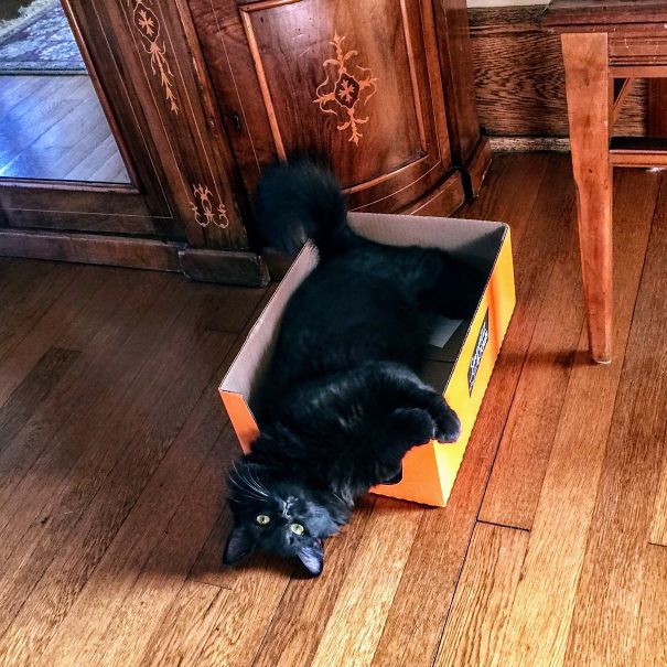 Selene, The Demon Cat! She's Not Quite Right In The Head!